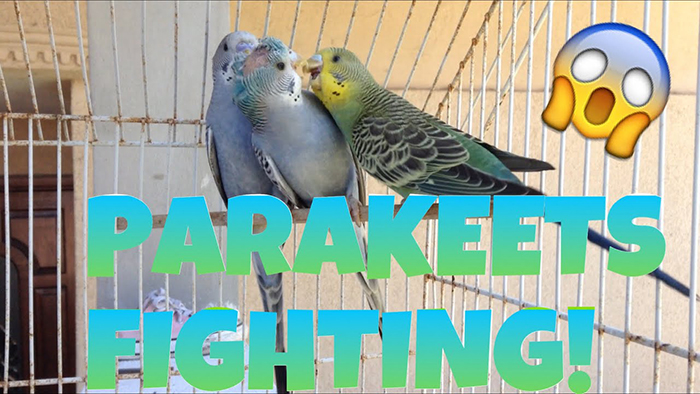 Why Are My Parakeets Fighting-2