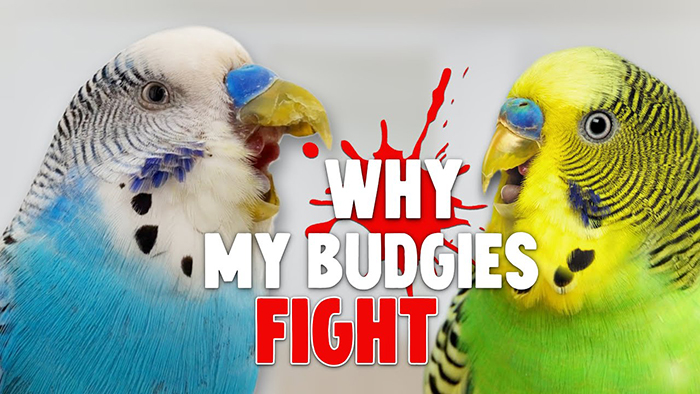 Why Are My Parakeets Fighting