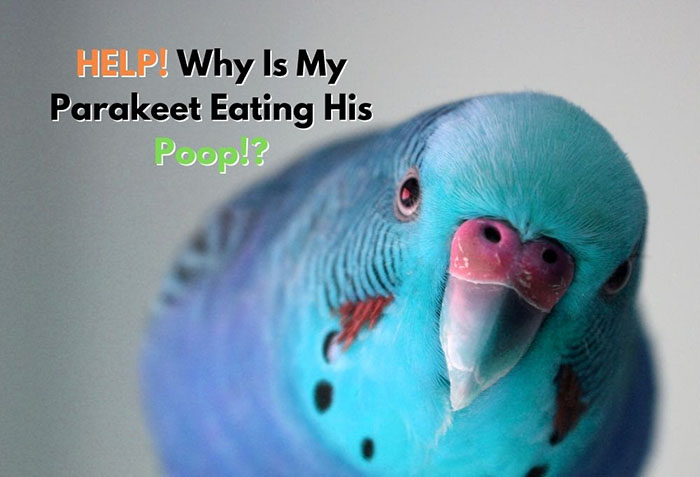Why Do Birds Eat Their Poop-2