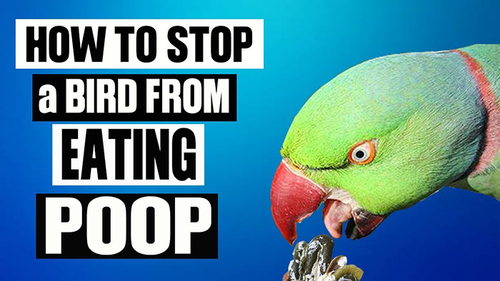 Why Do Birds Eat Their Poop