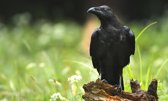 Why Do Crows Follow Me