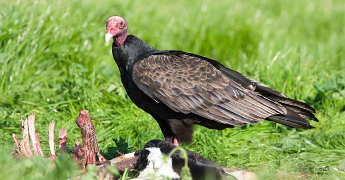 Why Do Vultures Circle-2