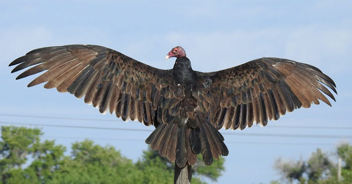 Why Do Vultures Spread Their Wings-2