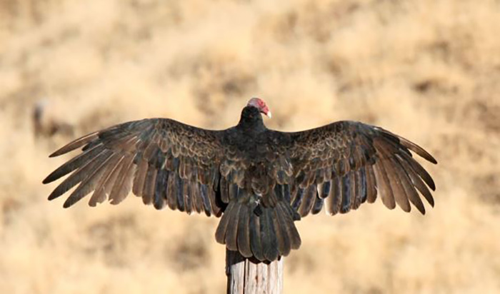 Why Do Vultures Spread Their Wings-3