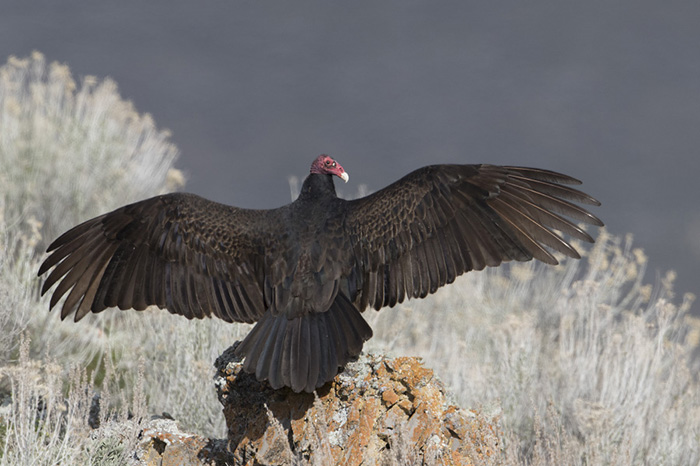 Why Do Vultures Spread Their Wings