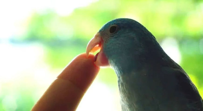 Why Does My Budgie Nibble My Fing