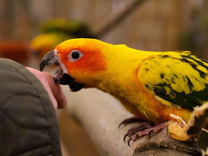 Why Does My Budgie Nibble My Finger (2)