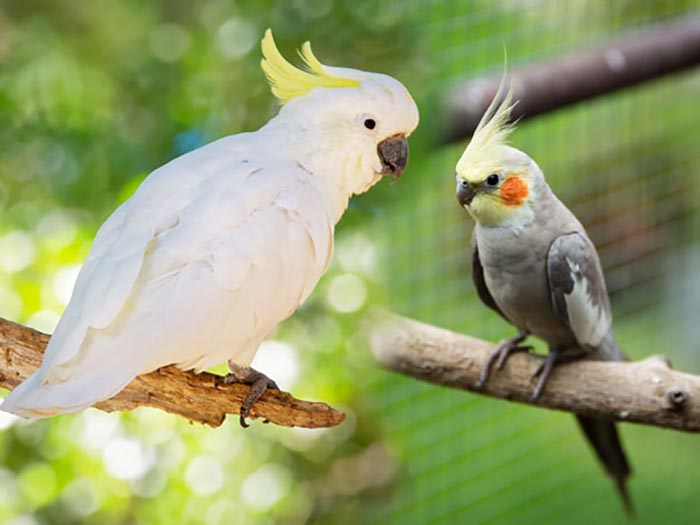 Why Does My Cockatiel Scream When I Leave The Room-2