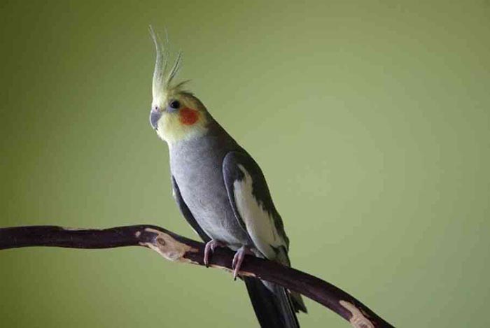 Why Does My Cockatiel Scream When I Leave The Room