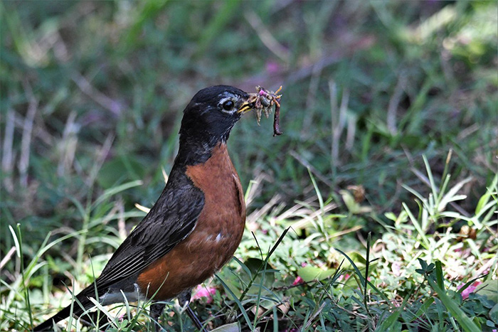 Why Don't Robins Eat Bird Seed-2