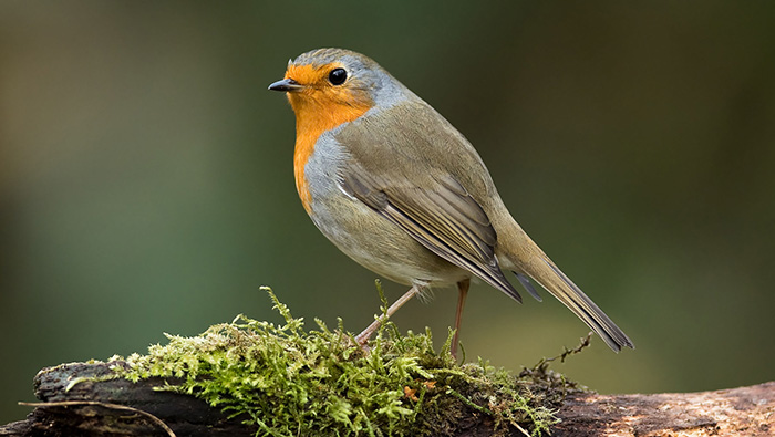 The,European,Robin,(erithacus,Rubecula),,Most,Commonly,Known,In,Anglophone