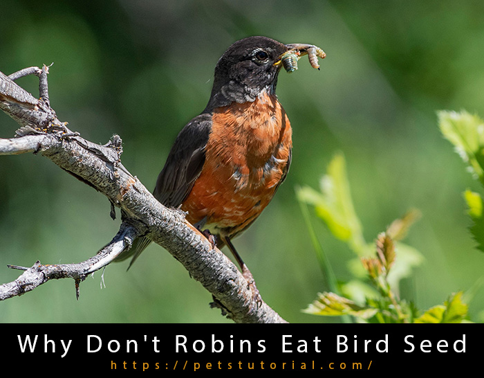 Why Don't Robins Eat Bird Seed