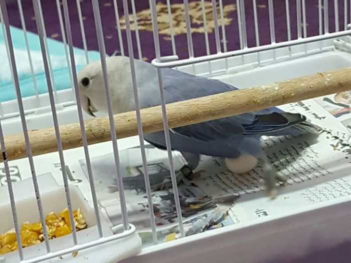 Why Is My Bird Sitting On The Bottom Of The Cage