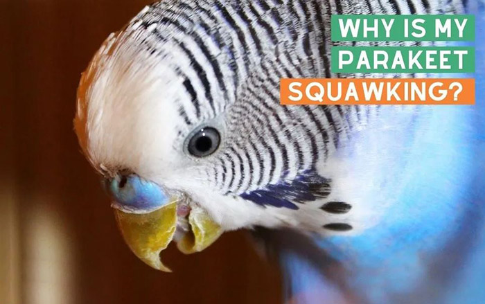 Why Is My Parakeet Squawking (1)