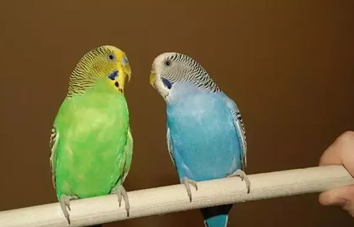 Why Is My Parakeet Squawking (2)