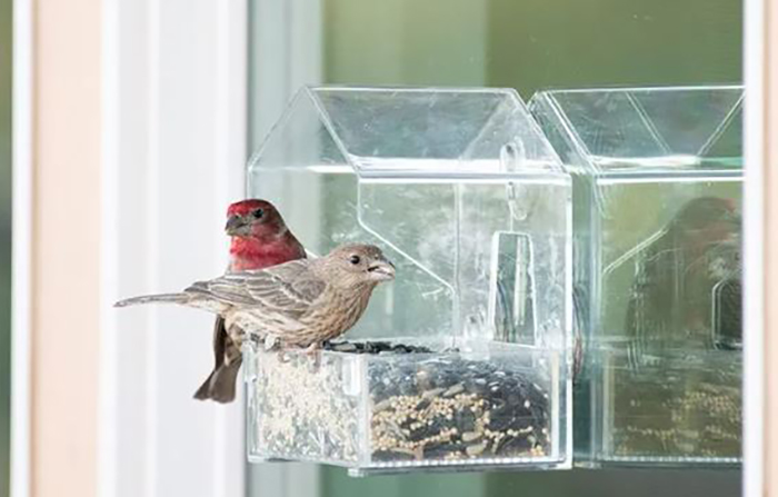 Window Bird Feeders Near Me