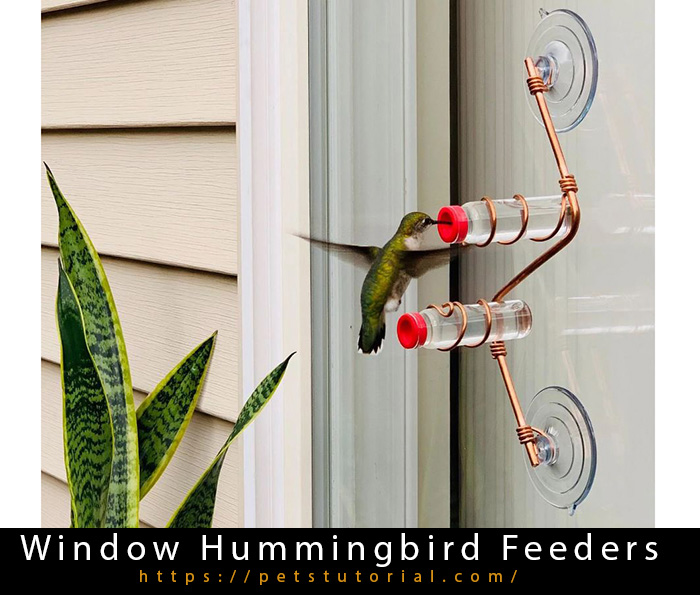 Window Hummingbird Feeders (1)