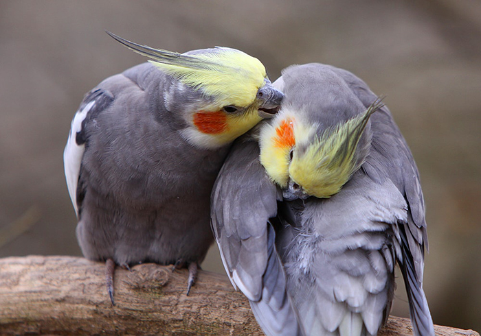 cockatiel hissing (2)