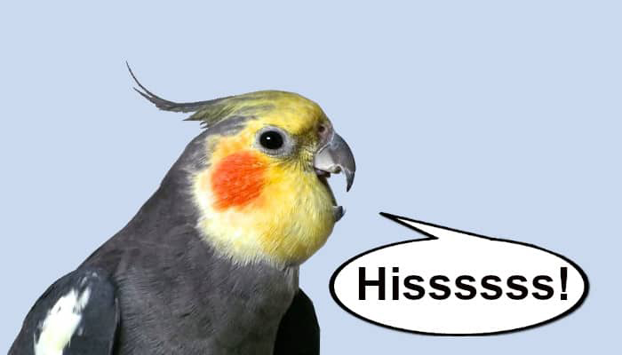 Why Is My Cockatiel Hissing And Biting 5232