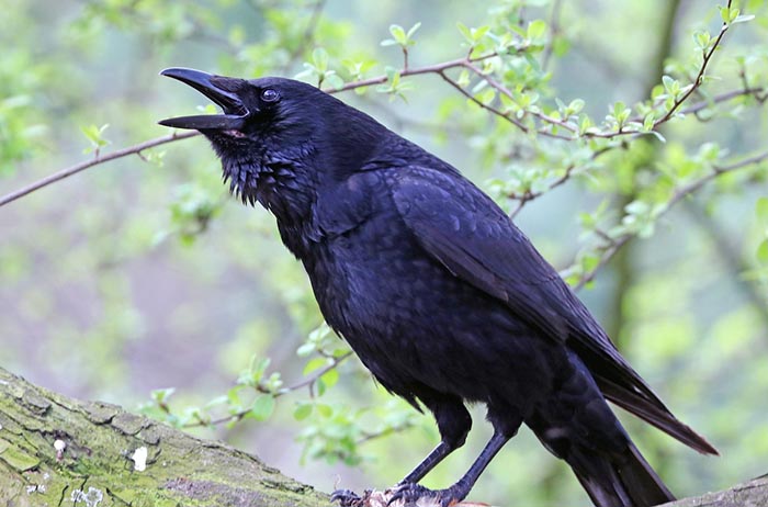 do crows talk