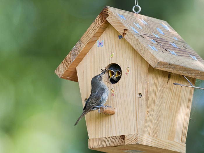 inside Birdhouses-2