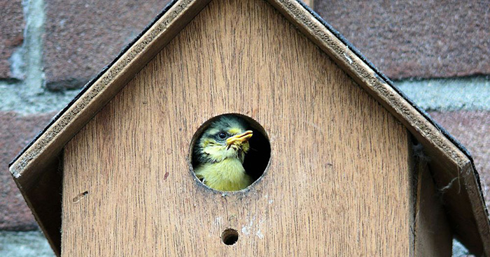 inside Birdhouses