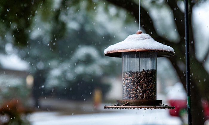 wet bird seed