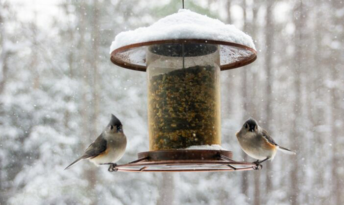 wet bird seed-2