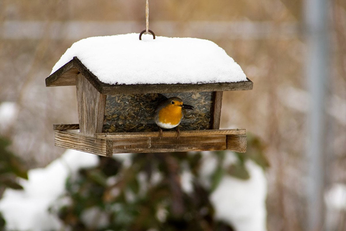 wet bird seed-3