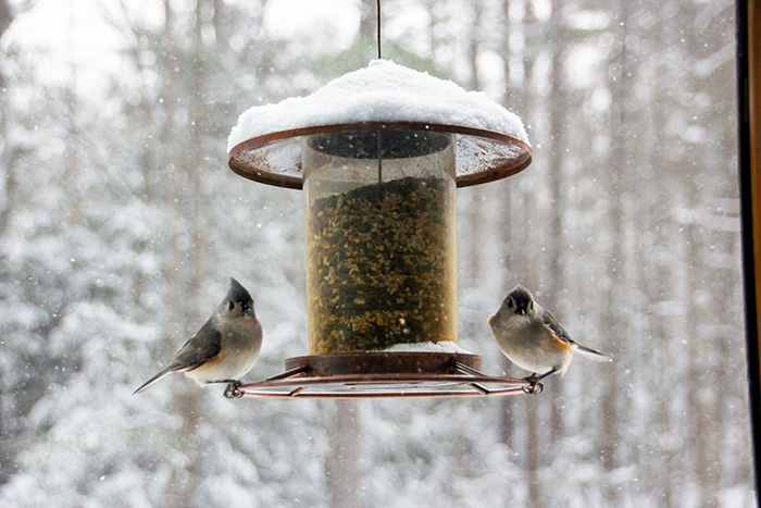 wet bird seed