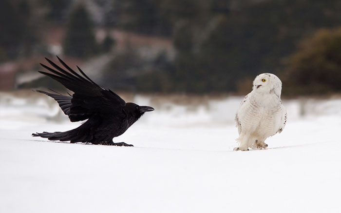 Are Crows Afraid Of Owls-2