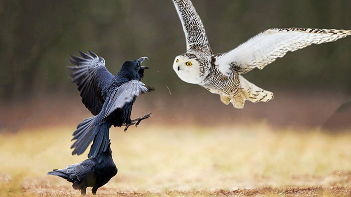 Are Crows Afraid Of Owls?