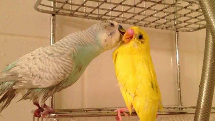 Budgies Kissing-2