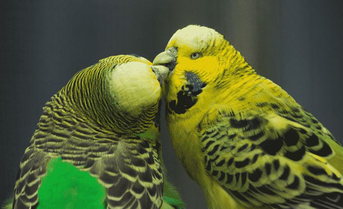 Budgies Kissing-3