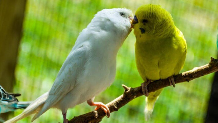 Budgies Kissing