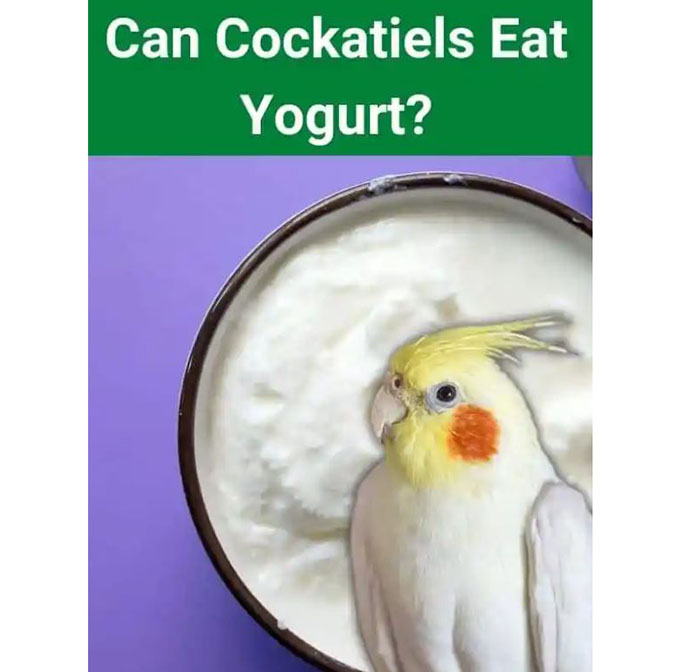 Can Birds Eat Yogurt-2