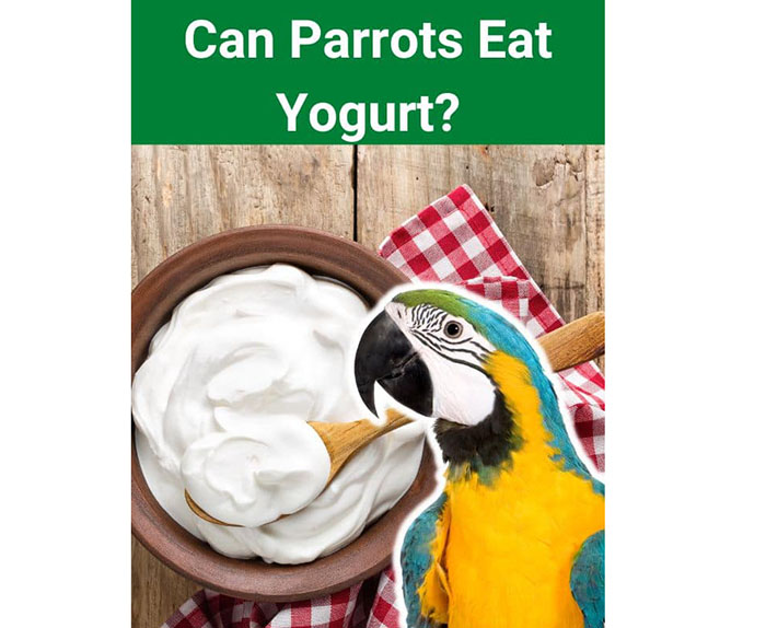 Can Birds Eat Yogurt-3