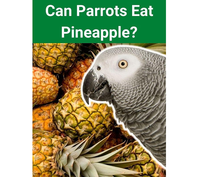 Can Parrots Eat Pineapple-2