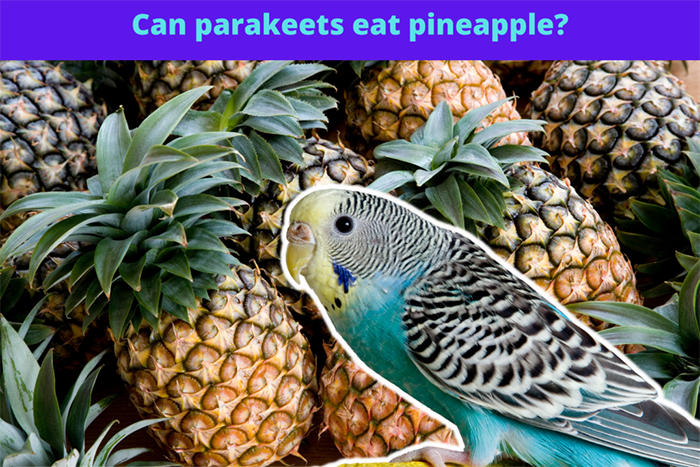 Can Parrots Eat Pineapple