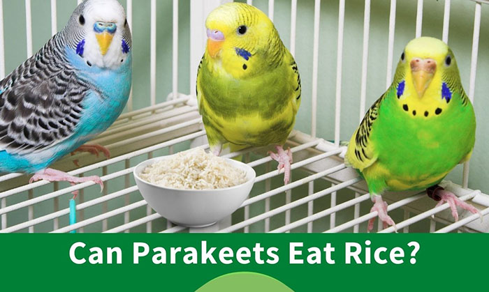 Can Parrots Eat Rice