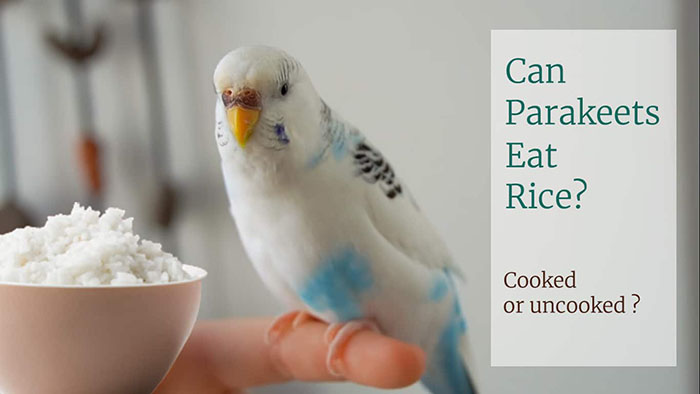 Can Parrots Eat Rice-3