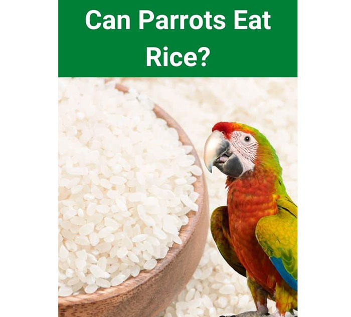 Can Parrots Eat Rice