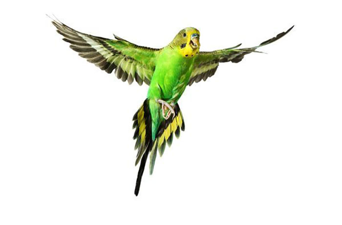 Parakeet Can't Fly