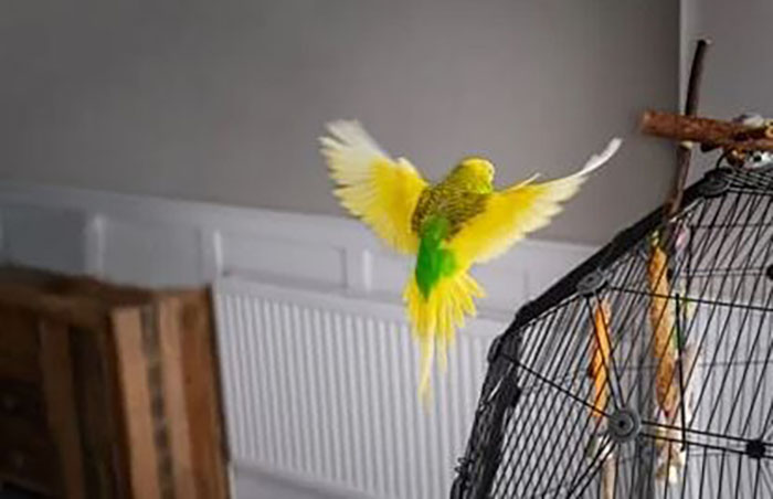 Parakeet Can't Fly (2)
