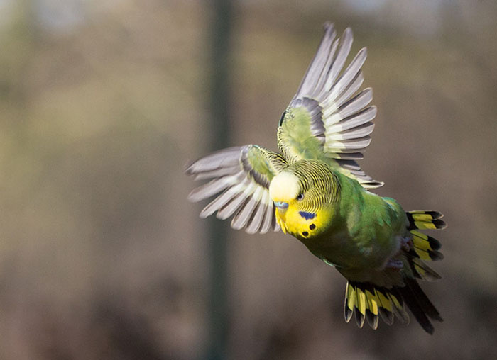 Parakeet Can’t Fly
