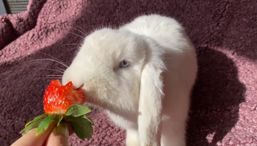 Can Bunnies Eat Strawberries 2