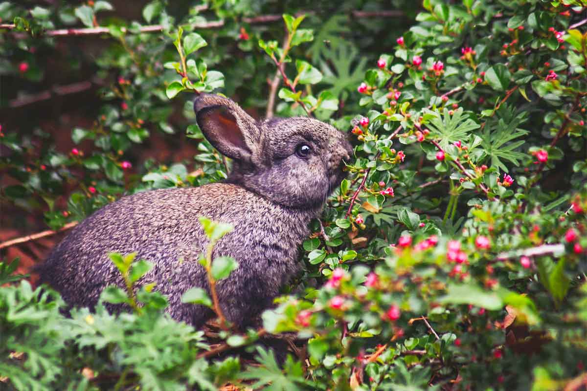 Can Rabbits Eat Blueberries 2