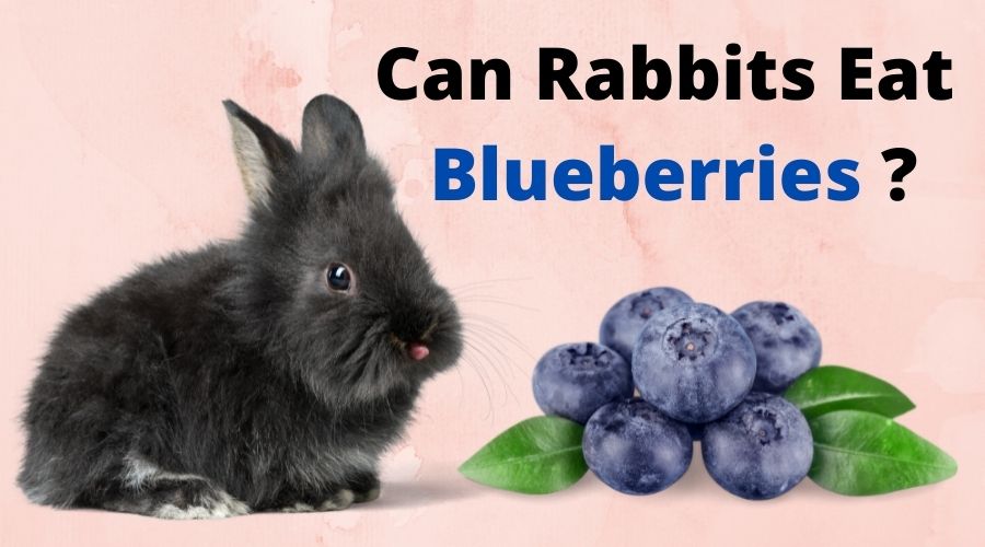 Can Rabbits Eat Blueberries