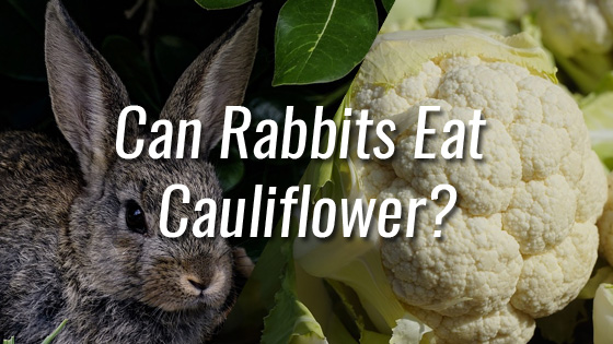 Can Rabbits Eat Cauliflower 2