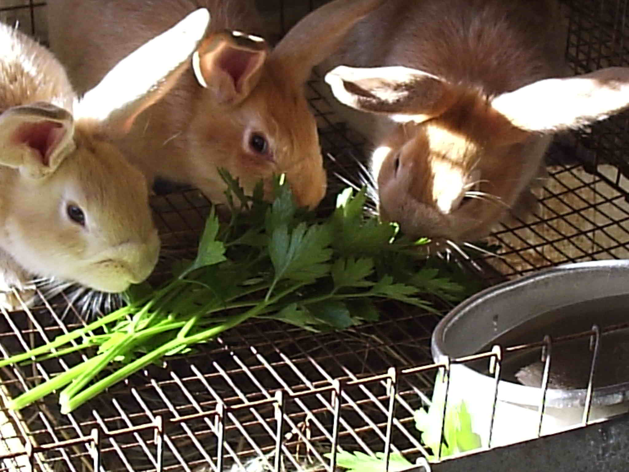 Can Rabbits Eat Parsley